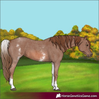 Horse Color:White Spotted Chestnut Sabino 