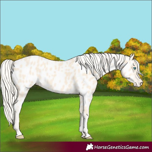 Horse Color:Cremello Appaloosa 