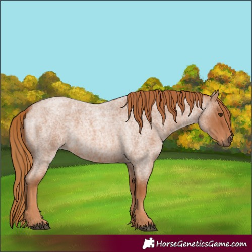 Horse Color:Red Roan 