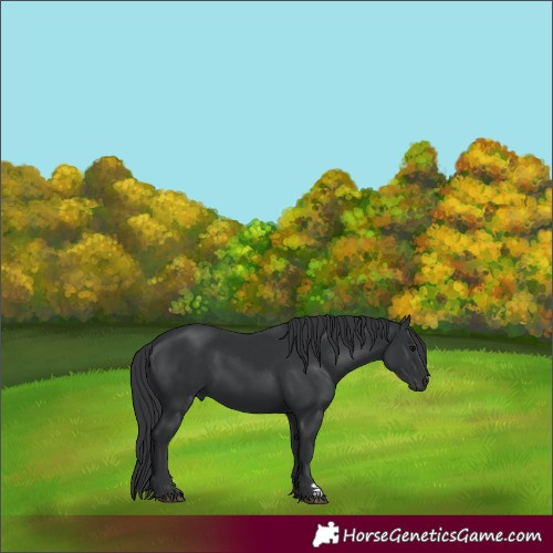 Horse Color:Black 