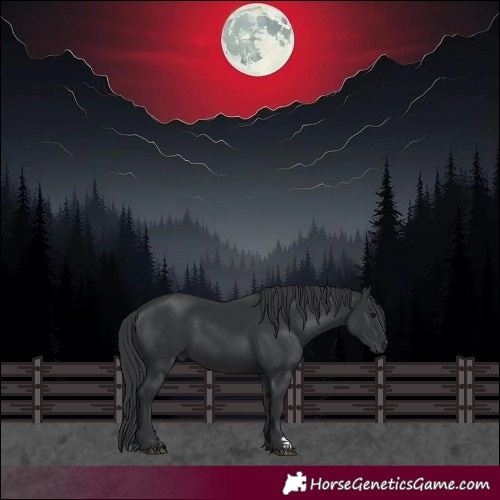 Horse Color:Black 