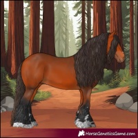 Horse Color:Bay 