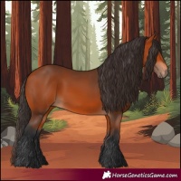 Horse Color:Bay 