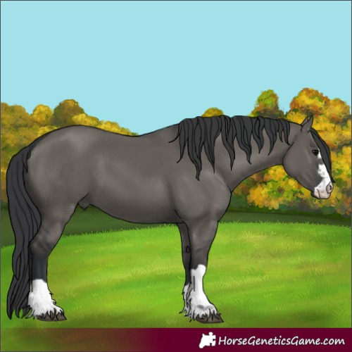 Horse Color:Grullo 