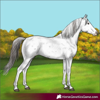 Horse Color:Liver Chestnut Sabino Splash Snowflake Varnish