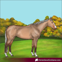 Horse Color:Silver Bay Dun 