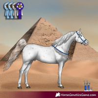 Horse Color:Liver Chestnut Sabino Splash Appaloosa 