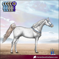 Horse Color:Liver Chestnut Sabino Splash Appaloosa 
