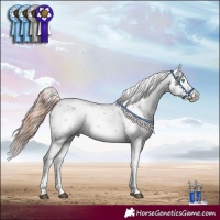 Horse Color:Liver Chestnut Sabino Splash Appaloosa