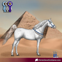 Horse Color:Liver Chestnut Sabino Splash Appaloosa