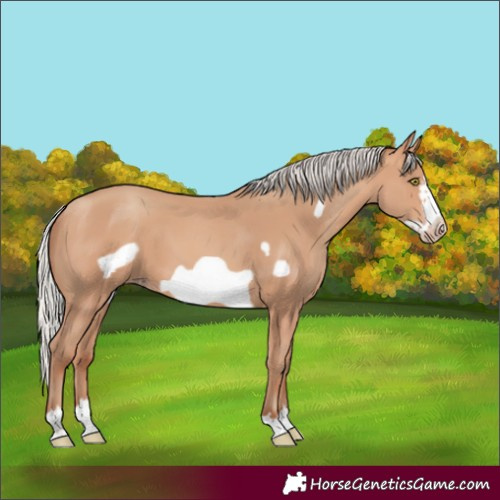 Horse Color:Silver Amber Champagne Frame