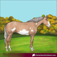 Horse Color:Silver Amber Champagne Frame 