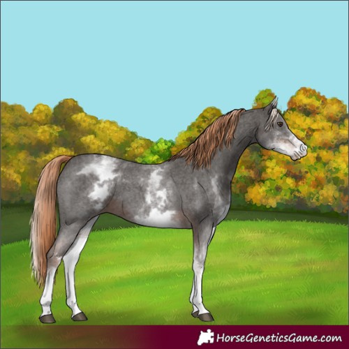 Horse Color:White Spotted Liver Chestnut Sabino