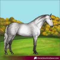 Horse Color:Gray Silver Black 