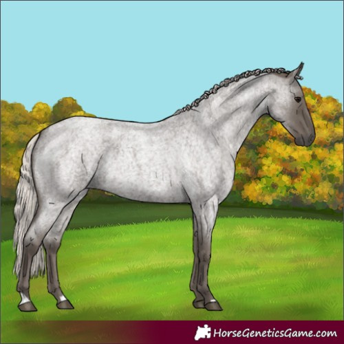 Horse Color:Silver Blue Roan