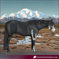 Horse Color:Black Sabino