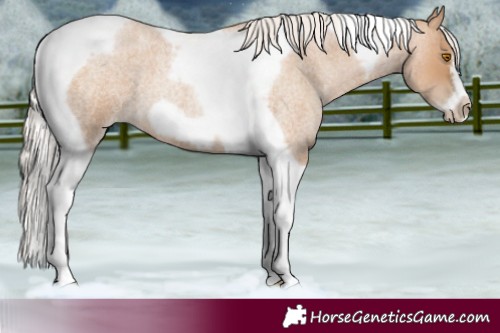 Horse Color:Silver Blue Roan Pearl Tobiano Frame 