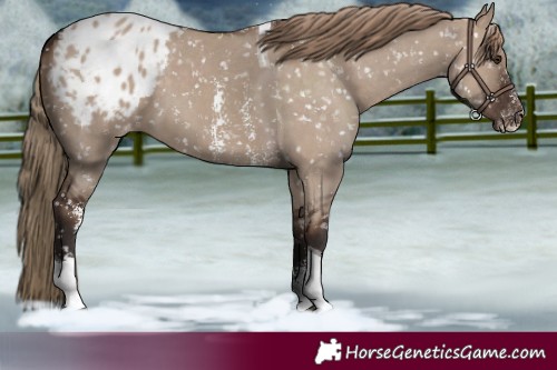 Horse Color:Liver Red Dun Sabino Tobiano Appaloosa 