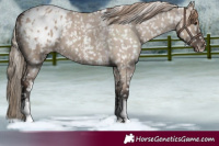 Horse Color:Liver Red Dun Sabino Tobiano Appaloosa 
