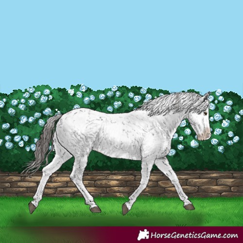 Horse Color:Liver Chestnut Sabino Splash Appaloosa 