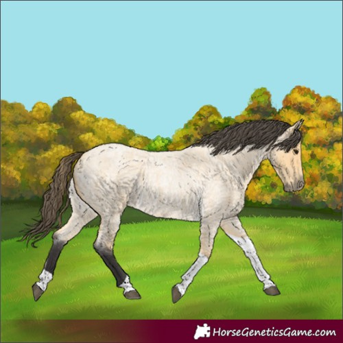 Horse Color:Buckskin Roan Tobiano
