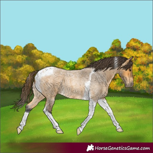 Horse Color:Buckskin Roan Tobiano 