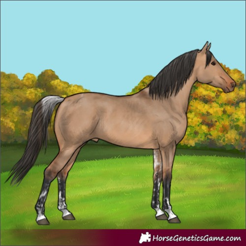 Horse Color:White Spotted Bay Dun Rabicano  and Bay Dun Rabicano 