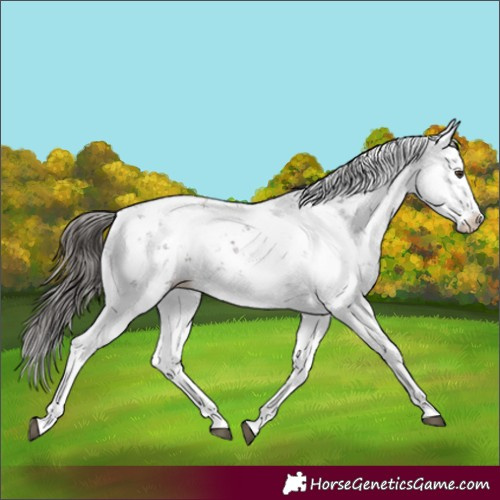 Horse Color:Liver Chestnut Sabino Splash Appaloosa 