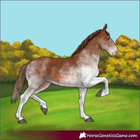 Horse Color:White Spotted Chestnut 