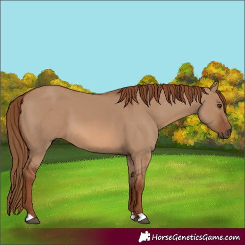 Horse Color:Red Dun 