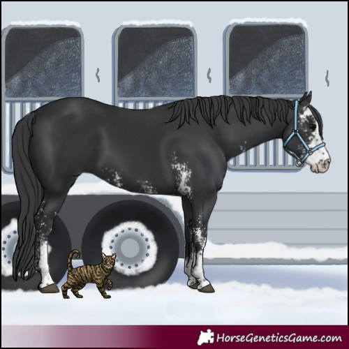 Horse Color:Black Sabino