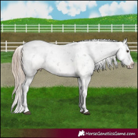 Horse Color:Liver Chestnut Sabino Splash Snowflake Varnish