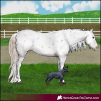 Horse Color:Liver Chestnut Sabino Splash Appaloosa 