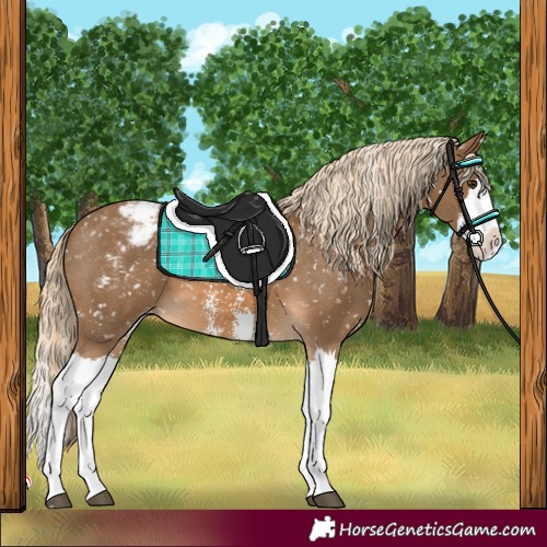 Horse Color:Chocolate Palomino Sabino Splash Appaloosa