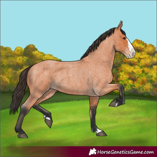Horse Color:Bay Roan Splash 