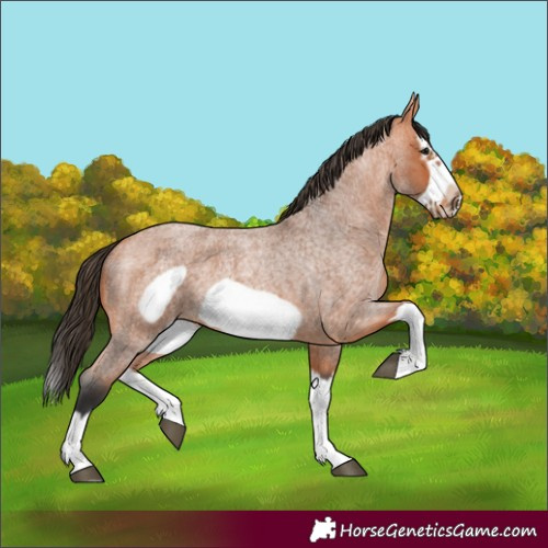Horse Color:Bay Roan Splash Frame 