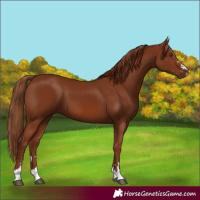 Horse Color:Chestnut 