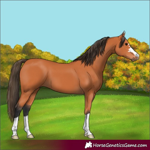 Horse Color:Bay 