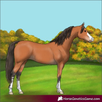 Horse Color:Bay 