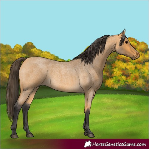 Horse Color:Buckskin Roan 
