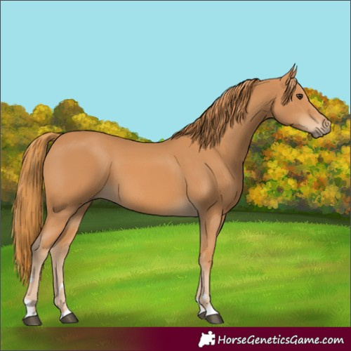Horse Color:Chestnut 