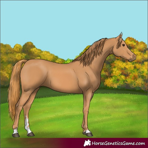 Horse Color:Chestnut 