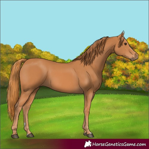 Horse Color:Chestnut 