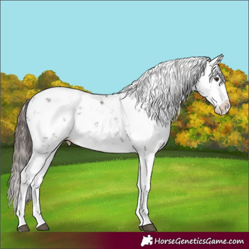 Horse Color:Liver Chestnut Sabino Splash Appaloosa 