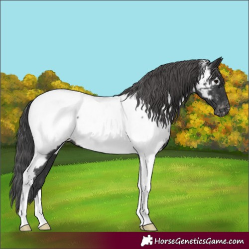 Horse Color:Black Tobiano Appaloosa 