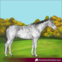Horse Color:White Spotted Blue Roan Rabicano  and White Spotted Blue Roan Rabicano 