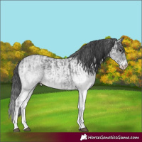Horse Color:White Spotted Blue Roan Rabicano and White Spotted Blue Roan Rabicano