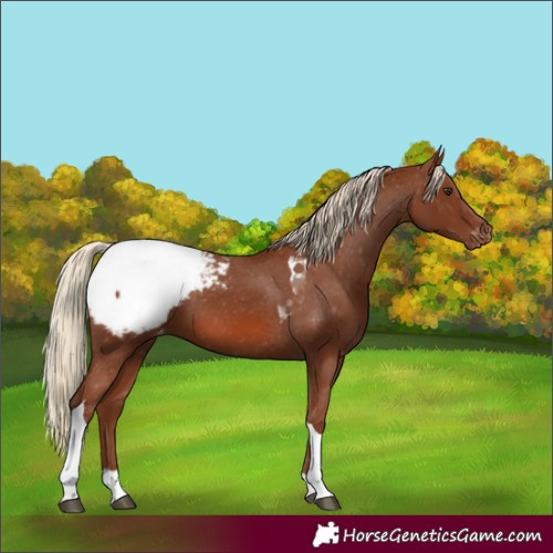 Horse Color:Chestnut Tobiano Appaloosa 