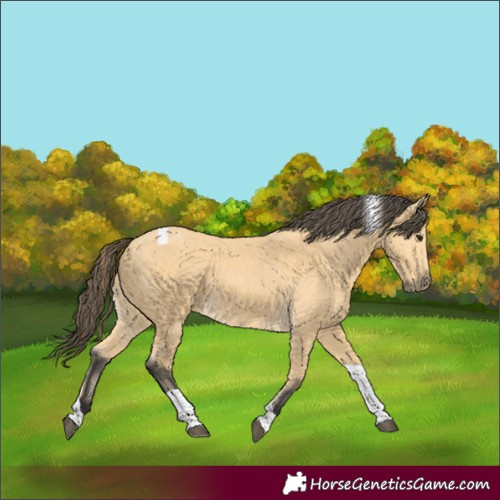 Horse Color:Buckskin Tobiano