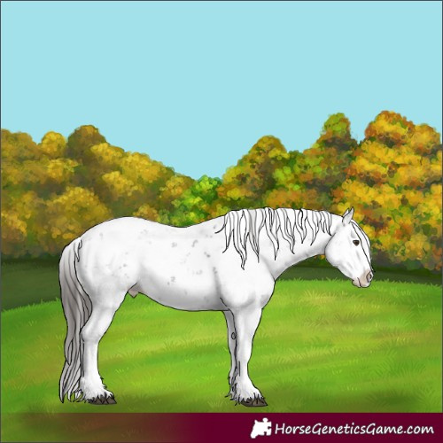 Horse Color:Liver Chestnut Sabino Splash Appaloosa 